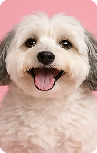 Pet image